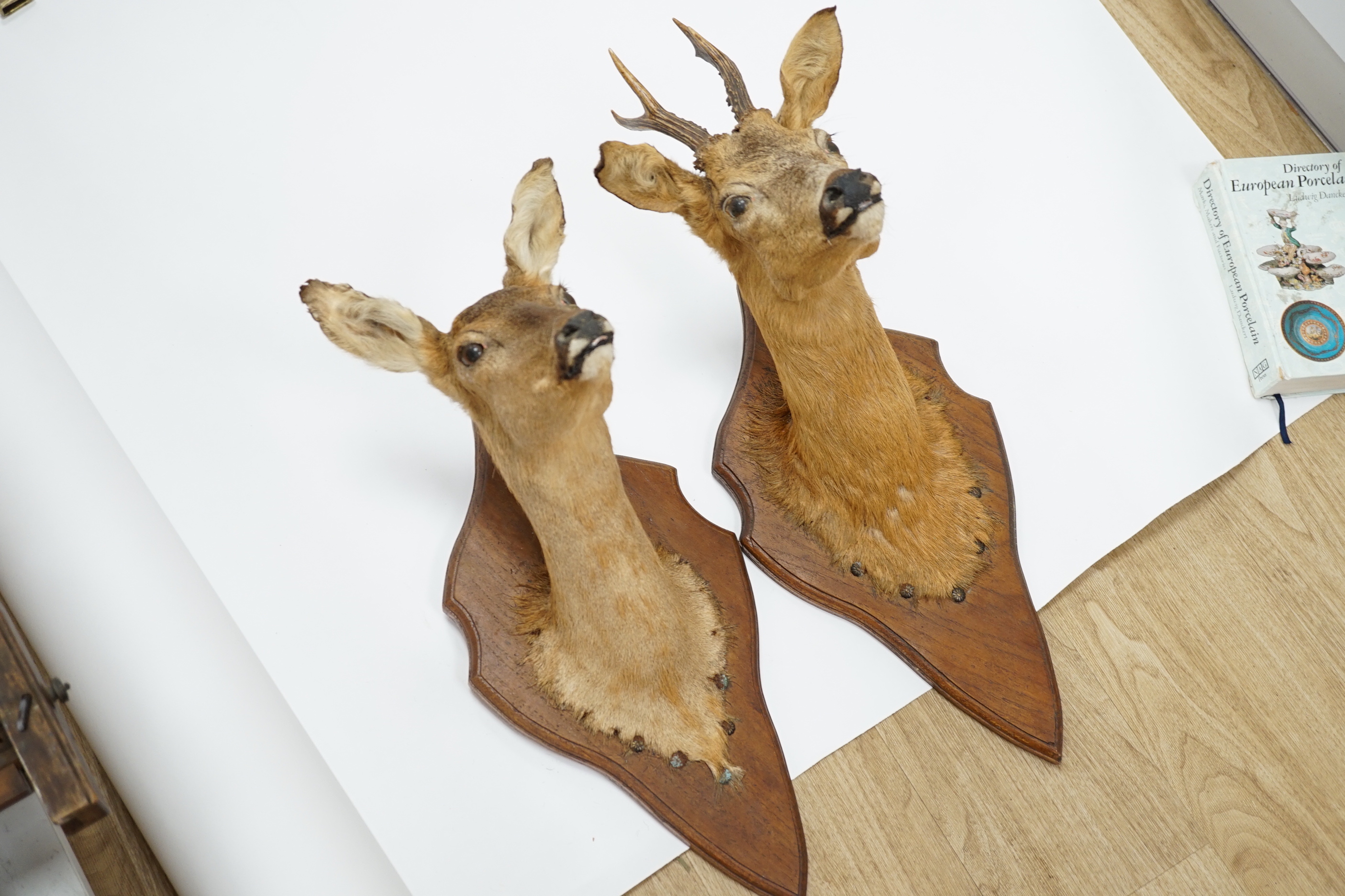 A pair of taxidermic deer heads mounted on shaped oak stands, 57cm high